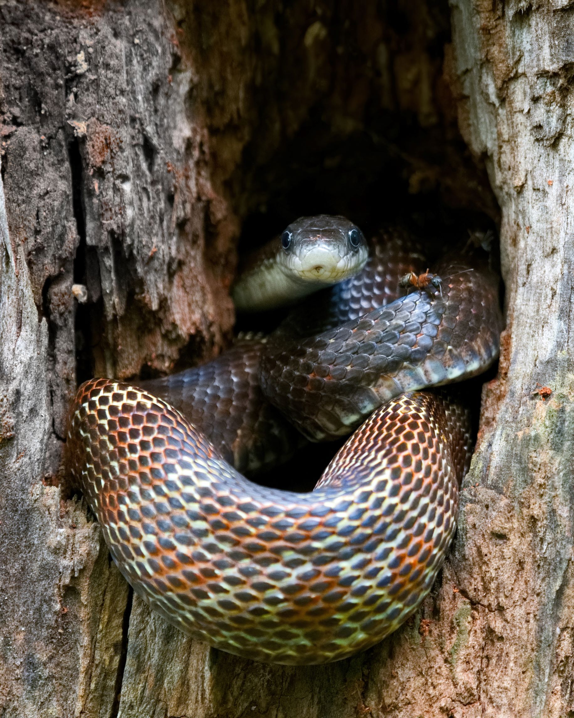 A black ratsnake curled in a tree hollow stares directly at camera